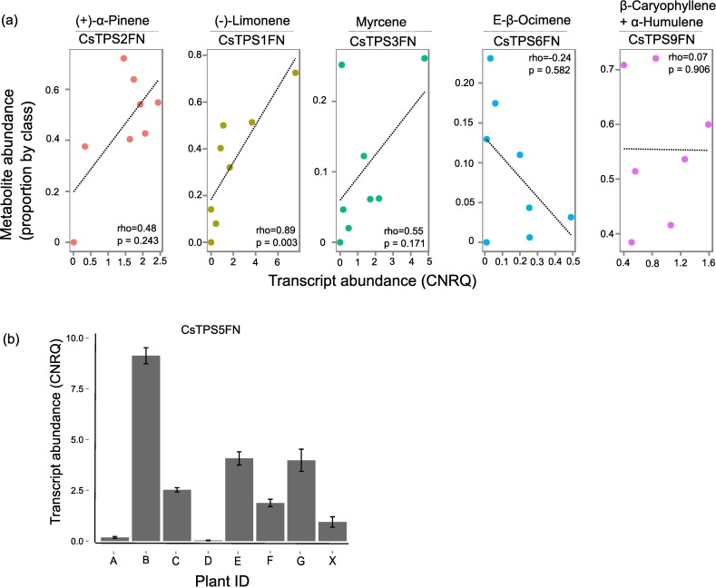 Correlation analysis of metabolite abundance in inflorescence and transcript abundance for five CsTPS in isolated trichomes.(a) Data are shown for five CsTPS/metabolite pairs each in eight ‘Finola’ individuals. Metabolites given with their relative abundance were those that match the product of the corresponding CsTPS. Plant ‘X’ was not included in the left-most panel. Metabolite abundances are expressed as a proportion of the total mono- or sesquiterpenes for each individual. Transcript abundances are calibrated normalized values compared to two reference genes. rho = Spearman rank correlation between transcript and metabolite abundances, p value indicates significance. (b) Transcript abundance of CsTPS5FN in eight ‘Finola’ individuals.
