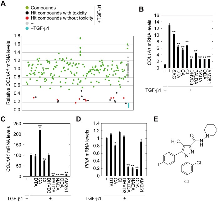 Identification of AM251 as an EMT suppressing compound.(A) HK-2 cells were incubated with 2 ng/ml TGF-β1 and individual compounds from the SCREEN-WELL® Bioactive lipid library (each at a 1:100 dilution of the original library) for 24 h. Cells were lysed and subjected to real-time RT-PCR to quantitate COL1A1 and PPIA mRNA levels as indicators of effects on EMT and cytotoxicity, respectively. Compounds causing ≥4-fold decreases in PPIA levels compared with control (no compound, +TGF-β1; gray circles) were eliminated from evaluation because of their toxicity (black circles). Compounds that decreased the ratio of expression levels of COL1A1 to PPIA to ≤50% compared with control (no compound, +TGF-β1; gray circles) were selected as hit compounds (red circles). (B–D) HK-2 (B) and RPTEC (C and D) cells were incubated with 2 ng/ml TGF-β1 and individual hit compounds (1-stearoyl-2-arachidonoyl-glycerol (SAG) at 20 μM; docosatrienoic acid (DTA) at 20 μM; carbaprostacyclin (CA) at 10 μM; ciglitazone (CI) at 10 μM; 24,25-dihydroxyvitamin D3 (DHVD3) at 20 μM; N-palmitoyl dopamine (PALDA) at 10 μM; N-arachidonoyl dopamine (NADA) at 10 μM; N-oleoyl dopamine (ODA) at 10 μM; or AM251 at 10 μM) for 24 h and then subjected to real-time RT-PCR to quantitate COL1A1 and PPIA mRNA levels. Values are means ± SD of the ratio of COL1A1 to PPIA mRNA levels, expressed relative to the ratio in the control (no treatment) (B and C) or PPIA mRNA levels relative to the control (no compound + TGF-β1) (D). Data were from three independent experiments. Statistically significant differences from the control (no compound +TGF-β1) are indicated (** P < 0.01, Student’s t-test). (E) Structure of AM251.