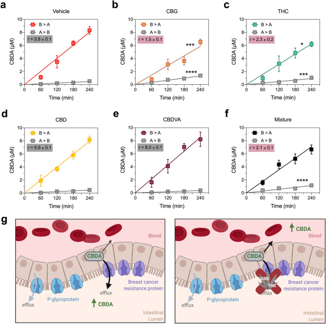 CBG and Δ9-THC inhibit BCRP-mediated transport of CBDA. Concentration–time curves for CBDA in the presence of (a) vehicle, (b) CBG, (c) Δ9-THC and (d) CBD, (e) CBDVA and (f) a mixture of all four cannabinoids in the basolateral to apical (B > A) and apical to basolateral (A > B) directions in cells expressing BCRP. Cannabinoids were tested at 10 µM. CBG and Δ9-THC significantly inhibit (red shading) transport of CBDA. Data are expressed as means ± SEM, with n = 4 per time point. Curves represent fits to a linear regression and transport efflux ratios (r) are listed (*p < 0.05, ***p < 0.0005, ****p < 0.0001 compared to vehicle; Extra sum-of-squares F test). (g) Schematic of CBDA efflux by BCRP located in the intestinal lumen when administered alone (left panel) or as a full-spectrum cannabis extract where its efflux is inhibited by CBG and Δ9-THC (right panel). Schematic created using BioRender.com.