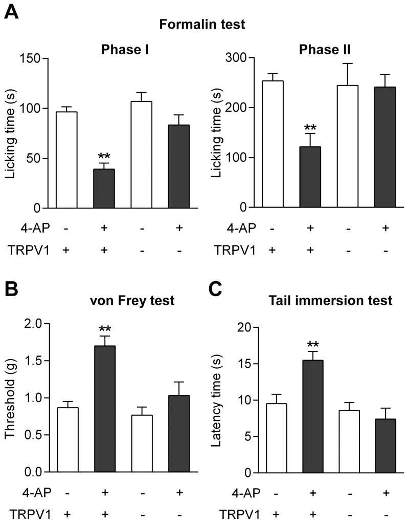 The antinociceptive effect of 4-aminophenol is dependent on TRPV1 in the mouse.The antinociceptive effect of 4-aminophenol (30 mg/kg) in the mouse formalin (A; n = 5–6), von Frey (B; n = 6) and tail immersion (C; n = 6) tests disappeared in TRPV1−/− mice as compared to their wild-type littermates. 4-Aminophenol was injected by the intraperitoneal route 10 min before the tests. **p<0.01 when compared to vehicle injection, using Mann-Whitney U test.