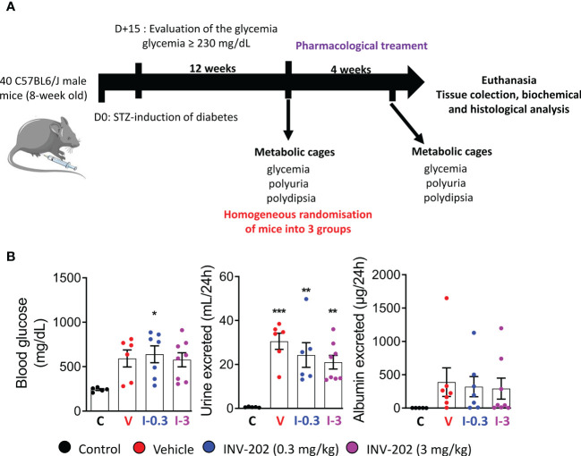 Induction of diabetes and randomization of diabetic mice. (A) Schematic of in vivo approach. (B) Randomization of mice with comparable glycemia, polyuria, and albuminuria into 3 groups: Control (n = 5), Vehicle (n = 6), INV-202 (0.3 mg/kg; n = 7), INV-202 (3 mg/kg; n = 8).Statistical significance versus nondiabetic controls: *p < 0.05; **p < 0.01; ***p < 0.001. STZ, streptozotocin. C: non-diabetic control mice, V: Vehicle-treated diabetic mice, I-0.3: INV-202-treated diabetic mice (0.3 mg/kg), I-3: INV-202-treated diabetic mice (3 mg/kg).