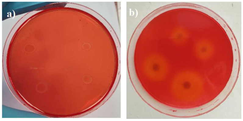 Visual assessment of cellulase activity in CMC medium by flooding Petri dishes with Congo red: (a) P. putida after growing for 13 days; (b) Rh. oryzae after growing for 12 days.