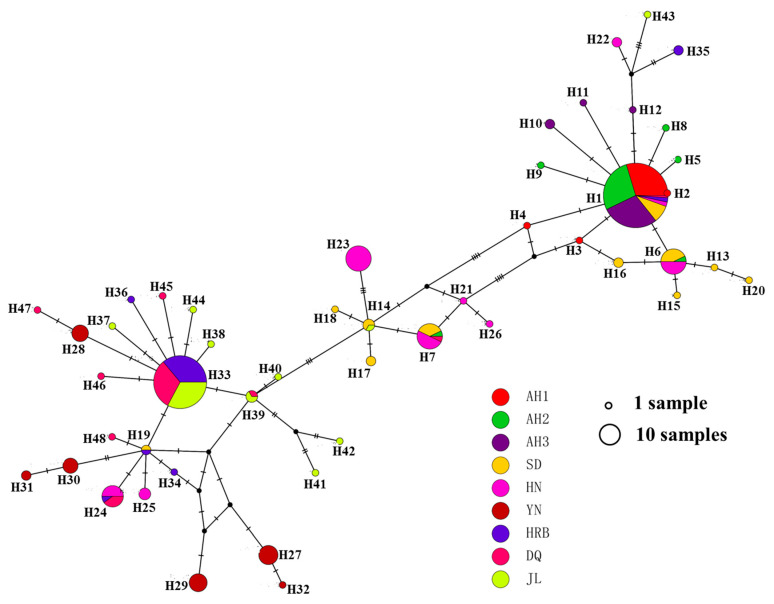 Haplotype network of mitochondrial COI sequences of 281 specimens of Psylliodes attenuata from nine local populations in China. Short tick lines between haplotypes show the number of mutations. The size of each circle is proportional to the number of specimens for each haplotype while the color(s) represents the geographic distributions of each haplotype.