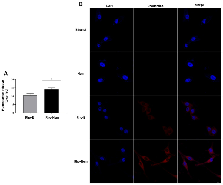 Cell uptake and internalization of Rho-Nem in CF41.Mg cells. (A) Quantification of the mean fluorescence intensity relative to controls (MFRC) of Rho-E and Rho-Nem (n = 3, mean ± S.D., * p < 0.001). (B) Representative microphotographs of CF41.Mg cells by confocal fluorescence microscopy after applying Rho-E and Rho-Nem (red fluorescence) and staining nuclei (DAPI staining blue color) (magnification ×40), n = 3. Scale bar = 20 µm.
