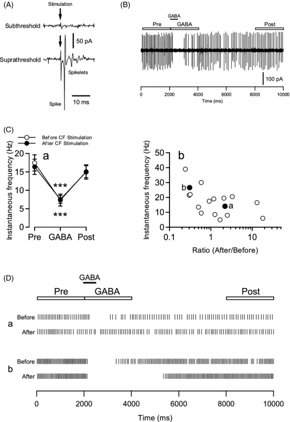 Inhibitory action of exogenous GABA (100 μmol/L for 500 msec) on spontaneous spike activity of PCs was modified by CF stimulation (1 Hz × 20 times). In this experiment, the direction of ACSF flow was set from the soma to the dendrites. (A) Representative responses to CF stimulation. Upper trace: subthreshold stimulation did not generate an action potential-derived spike. Lower trace: suprathreshold stimulation evoked a large spike, followed by small spikelets. The arrows indicate the timing of CF stimulation. (B) Representative data of GABA-induced inhibition of spike activity. The bar at the top represents the timing of GABA application. We defined 3 time windows, that is, pre (before GABA application), GABA (during GABA application), and post (after GABA application). Each window lasted 2000 msec. (C) a. GABA application decreased the instantaneous frequency of the spikes (n = 17). The instantaneous spike frequency was calculated for each time window, as described in B and D. Asterisks indicate statistically significant differences (***P < 0.001). The open and filled symbols indicate before and after CF stimulation, respectively. b. The scatter plot shows the relationship between the ratio of GABA-induced effective time and the instantaneous frequency of recorded PCs before CF stimulation (n = 17). Filled symbols correspond to the representative traces in D. (D) Raster plots of 2 types of modulatory actions, which represent time-shortened type in a and time-prolonged type in b. The raster plots of each cell show before (upper) and after (lower) CF stimulation. The bars and rectangles at the top represent the timing of GABA application and the time windows for the calculation of instantaneous spike frequencies, respectively.