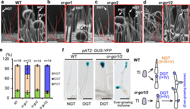 Knockout of GCR1/2 repress gland formation.a–d Trichome phenotype of gcr1 (cr-gcr1), gcr2 (cr-gcr2) and gcr1/2 double mutant (cr-gcr1/2). Right panels with red frame are the close-up views of the trichomes in the left images. Bar: 1 mm (left images); 50 μm (right images). NGT: non-glandular trichoems; DGT: digitate glandular trichomes; PGT: peltate trichomes. e Quantification of the trichomes on the adult stems. The Y-axis represents the proportion of three categories of trichomes in the total number of trichomes. n represents the number of SEM images used for the quantification. For each line, at least 13 different SEM images from three to five individual plants were used for trichome quantification. Data are shown as mean ± SD. p-values were obtained by unpaired two-sided t-test and presented in the Supplementary Table 2. f Identification of glandular cells by GUS staining. Marker of glandular cells (pAT2: GUS-YFP) is introduced into gcr1/2 double mutant (cr-gcr1/2). Bar: 100 μm. g Schematic diagram of over-proliferated gland phenotype in gcr1/2 double mutants. Purple cells represent trichome initials (TI); pale yellow cell is non-glandular cell; blue cells are glandular cells.