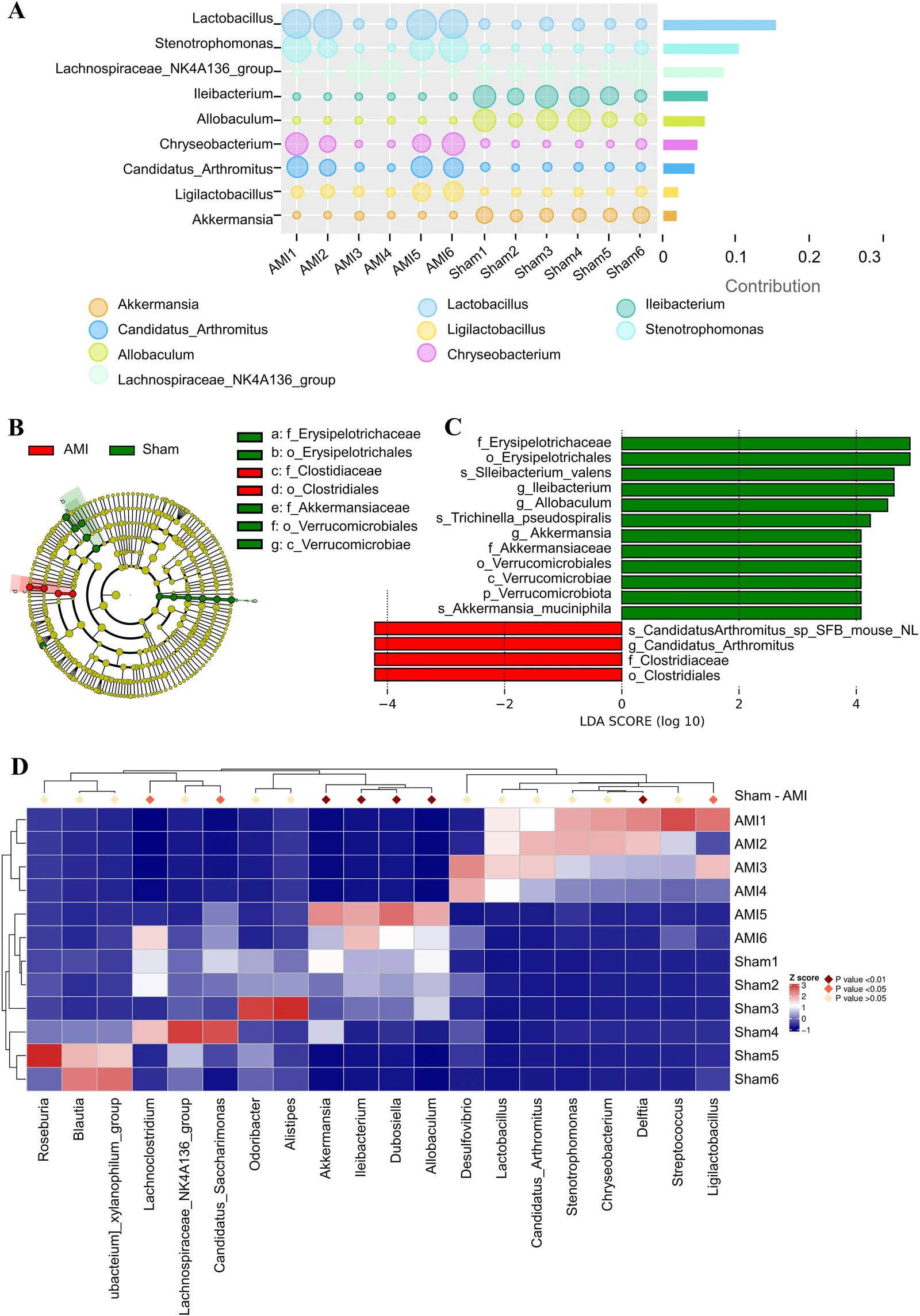 Panel A shows a dot plot of bacterial genera contributions for six AMI and six Sham samples, with a horizontal bar chart summarizing genus contributions; panel B presents a cladogram indicating bacterial taxa enriched in AMI and Sham groups, color-coded red and green respectively; panel C displays a horizontal bar graph of LDA scores for differentially abundant taxa between AMI and Sham groups; panel D provides a clustered heatmap showing relative abundances of key genera across individual AMI and Sham samples, highlighting statistical significance.