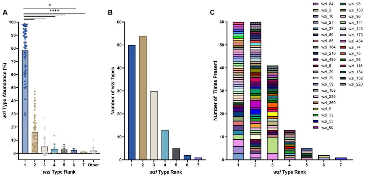 Mixed colonized patients are colonized by diverse wzi typesThe abundance of each wzi type based on the abundance ranking was determined. Across all samples, the wzi types in rank 1 had significantly higher abundances than any of the other detected wzi types, highlighting that mixed samples were uneven with a single wzi type dominating samples (A). Across all samples the number of unique wzi types present based on the abundance ranking was determined (B). The number of times each unique wzi type was present across all samples was quantified in order of the wzi type highest to lowest in abundance across all samples (C). The legend displays only colors for wzi types that were present more than once in each category. For (A), *, p< 0.05; ****, p<0.0001, by Kruskal-Wallis t-test and n=63.
