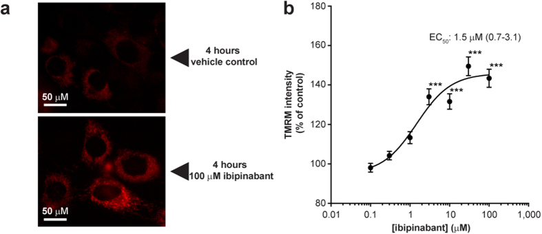 Mitochondrial membrane potential is increased after 4 hours ibipinabant exposure.(A) Mitochondrial membrane potential was measured by loading mitochondria with the cationic dye tetramethylrodamine methyl ester (TMRM) after 4 hours exposure of C2C12 myoblasts to ibipinabant. (B) Followed by quantification of the TMRM intensity compared to vehicle control (13.1 ± 0.3 IU/cellular pixel) at increasing ibipinabant concentrations. Statistical analysis: one-way ANOVA with Dunnett’s post hoc analysis was applied to compare values to vehicle control ***p <0.001. Mean ± SEM; n = 60–80 (4 independent experiments); IC50 values are plotted as mean with 95%-CI.