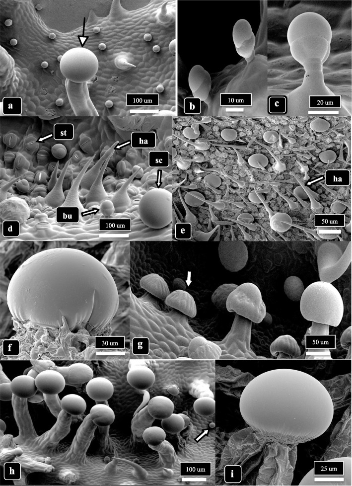 The different trichome types on Cannabis bract tissues observed in this study. All images are obtained from strain MD, lower bract surface, at 3 and 6 weeks of inflorescence development. a A stalked capitate trichome in the foreground (arrow) compared with small bulbous trichomes in the background. b, c Bulbous trichomes formed on short pedicels. d Nonglandular trichomes (ha) formed next to a bulbous (bu) and a sessile-capitate trichome (sc). In the background, abundant stomata (st) can be seen on raised epidermal cells. e Nonglandular hairs (ha) interspersed with sessile-capitate trichomes on a young bract. f Magnified view of a sessile-capitate trichome with fully formed head surrounded by a cuticle. g Presecretory sessile-capitate (arrow) and mature stalked-capitate trichomes with fully formed heads adjacent to one another. h Mature stalked-capitate trichomes formed in large numbers. Note the presence of small bulbous trichomes (arrow) and nonglandular trichomes in the background. i Magnified view of the head of a stalked-capitate trichome with fully formed cuticle surrounding the head