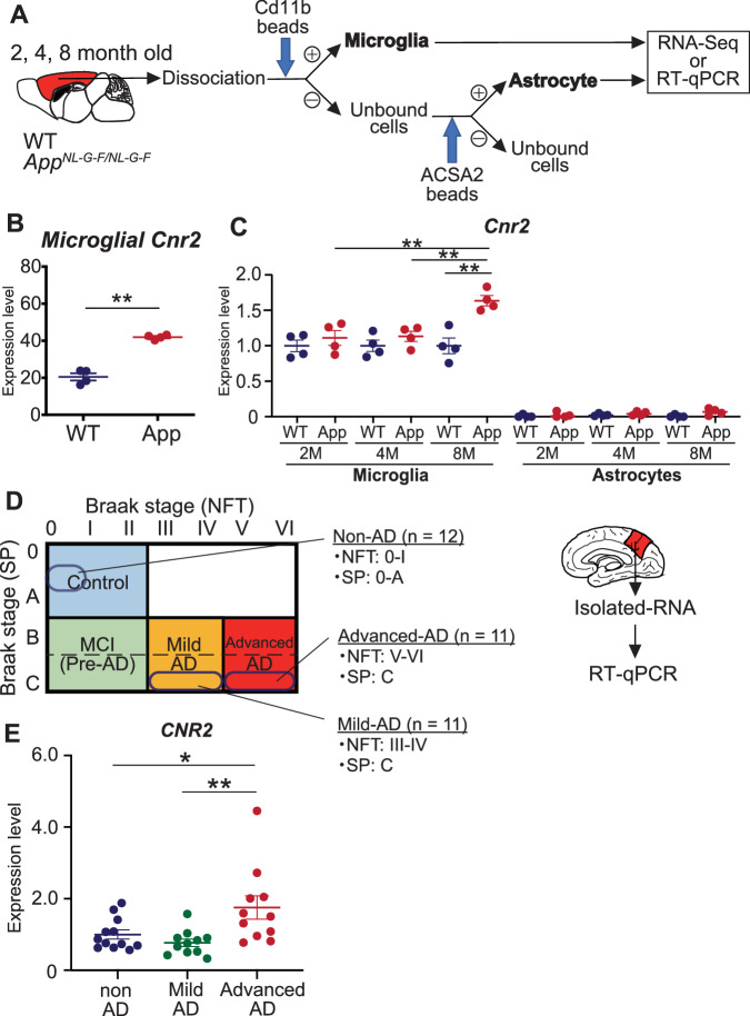 Expression of Cb2/CB2 mRNA was commonly upregulated in microglia isolated from AppNL-G-F/NL-G-F mice and precuneus of the patients with AD.A Schematic overview of gene expression analysis of microglia and astrocytes isolated from AppNL-G-F/NL-G-F. B Cnr2 gene expression was analyzed using RNA sequencing (RNA-Seq) in isolated microglia (WT: n = 4 and AppNL-G-F/NL-G-F: n = 4). WT, wild-type; App, AppNL-G-F/NL-G-F. Data are presented as means ± standard error of the mean (SEM). **q < 0.01. C Quantitative PCR analysis to determine the expression levels of Cnr2 mRNA in glial cells isolated from 2, 4, and 8-month-old AppNL-G-F/NL-G-F mice and WT mice. Data are presented as means ± SEM. N.D.: not detectable. **p < 0.01 (two-way ANOVA). D Human brain samples were selected for analysis based on the Braak staging as follows: control brain (non-AD) defined as Braak stage (senile plaque: SP): 0–A, Braak stage (neurofibrillary tangle: NFT): 0–I; mild-AD brain defined as Braak stage (SP): C, Braak stage (NFT): III–IV; and advanced AD brain defined as Braak stage (SP): C and Braak stage (NFT): V-VI. Schematic overview of the gene expression analysis of CNR2 in the precuneus of non-AD (n = 12), mild-AD (n = 11), and advanced-AD (n = 11). E Quantitative PCR analysis to determine the expression levels of CNR2 mRNA in the precuneus of non-AD (n = 12), mild-AD (n = 11), and advanced-AD (n = 11). Data are presented as means ± SEM. *p < 0.05, **p < 0.01 (two-way ANOVA).