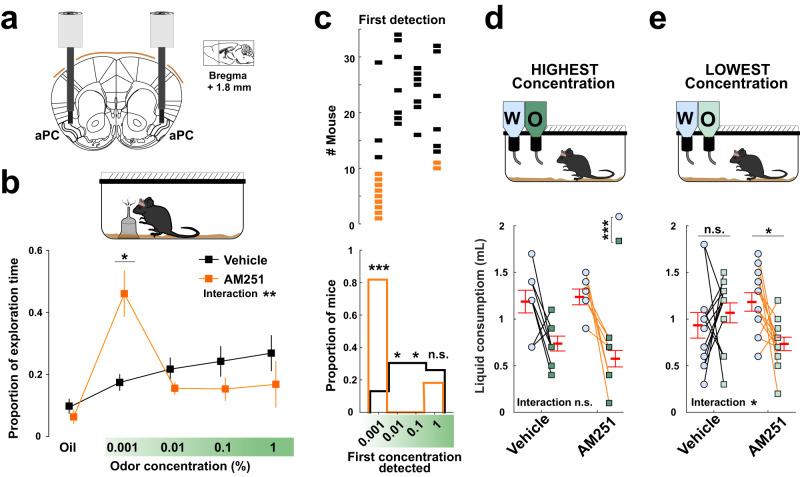 Effect of local injections of CB1 receptor antagonist on olfactory detection.a Schematic of bilateral injection cannulas implanted into the anterior piriform cortex (aPC). Adaptation from Paxinos and Watson mouse brain atlas. b Top: illustration of explorative odor detection task (see Methods). Bottom: proportion of exploration time for mineral oil and increasing odor concentrations. Mean, square symbols; SEM, outer lines. Two-way ANOVA interaction: **P = 0.003. At 0.001% (mean ± SEM): Vehicle 0.17 ± 0.027 vs AM251 0.46 ± 0.075; *P = 0.02 (post-hoc t test with Bonferroni correction). c Top: distribution of individual mice according to the concentration they first detected following Vehicle (black) or AM251 (orange) local injections. Bottom: proportions of mice with first detection at specified concentration. Two-sided Chi square tests: at 0.001%, 0.13 in Vehicle vs 0.82 in AM251 (***P = 8.64e−05); at 0.01%, 0.30 vs 0.00 (*P = 0.04); at 0.1%, 0.30 vs 0.00 (*P = 0.04); at 1%, 0.26 vs 0.18 (P = 0.571). n = 23 and 11 mice for Vehicle and AM251, respectively. d Top: illustration of the spontaneous odor aversion task (see Methods). A high concentration of a new odorized solution is compared to pure water. Bottom: total consumption of the two solutions. W, water (light blue); O, odor (dark green). Vehicle: water (mean ± SEM) 1.19 ± 0.12 mL vs odor 0.74 ± 0.08 mL. AM251: water 1.24 ± 0.08 mL vs odor 0.58 ± 0.09 mL. Two-way ANOVA: interaction P = 0.38; solution effect **P = 0.003. n = 8 for both Vehicle and AM251. e Same as (d) but with odorized solution diluted 100 times as compared to (d), represented in light green. Vehicle: water (mean ± SEM) 0.93 ± 0.14 mL vs odor 1.07 ± 0.11 mL. AM251: water 1.18 ± 0.10 mL vs odor 0.73 ± 0.07 mL. Two-way ANOVA: interaction *P = 0.04. Post-hoc t-test with Bonferroni correction: Vehicle, water vs odor, P = 0.97; AM251, water vs odor, *P = 0.05. n = 12 mice for both Vehicle and AM251. Red symbols, mean ± SEM. n.s., non-significant. Source data are provided as a Source Data file.