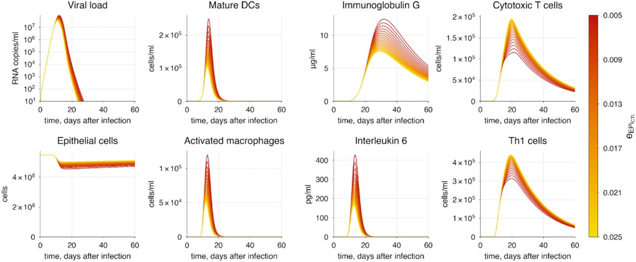 The baseline model solution with enhanced CTL-mediated infected cell clearance. The varying parameter represents the rate of infected cell elimination by CTLs. The transition from red to yellow indicates decreasing severity of COVID-19.