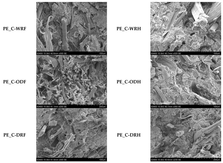 View of the fiber-reinforced composites breakthrough. Scanning electron microscope (SEM), 250 magnification.
