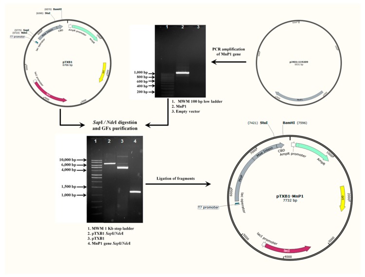 Schematic representation for the construction of the recombinant plasmid pTXB1-MnP1.