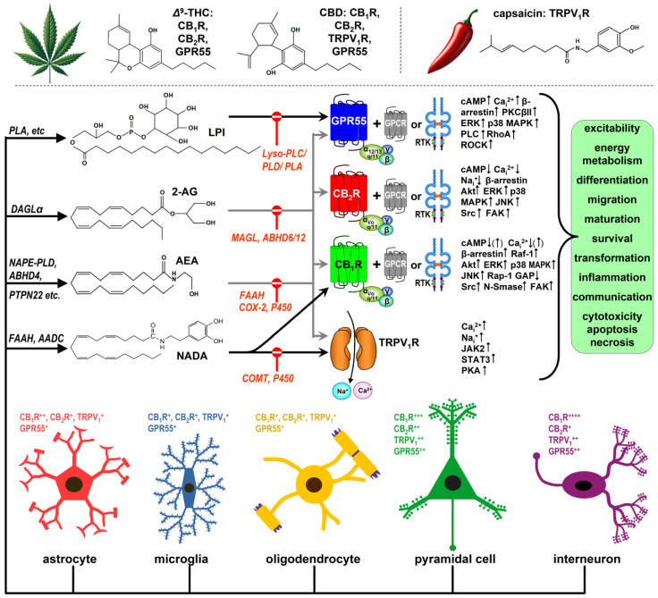 Overview of the endocannabinoid system in the brain. The endocannabinoid system (ECS) was uncovered through research investigating the molecular targets of key phytocannabinoids found in Cannabis sativa, particularly Δ9-tetrahydrocannabinol (Δ9-THC), the psychoactive component, and cannabidiol (CBD), a non-psychoactive compound. Both Δ9-THC and CBD interact with numerous targets within the brain, and here we focus on four key receptors: the cannabinoid receptors CB1 and CB2 (CB1R and CB2R), GPR55, and the transient receptor potential vanilloid type 1 (TRPV1) receptor. CB1R, CB2R, and GPR55 are G protein-coupled receptors (GPCRs) with seven transmembrane-spanning domains. These four receptors are expressed across various brain cell types, including astrocytes, microglia, oligodendrocytes [22], glutamatergic neurons, GABAergic interneurons, and projection neurons (GABAergic, monoaminergic, and cholinergic), at highly variable densities, depending on cell types and factors like brain region, age, and neuropsychiatric conditions. For instance, CB1Rs are present at high levels in CCK+ cortical and hippocampal GABAergic interneurons and at moderate levels in VGLUT1+ pyramidal cells but are virtually absent in parvalbumin+ interneurons and VGLUT2+ pyramidal cells. Although synaptic pruning is assisted by resting microglia, which expresses low levels of CB1Rs and CB2Rs, when activated, these cells express much higher amounts of both receptors. All four receptors are typically found in the cytoplasmic membrane—primarily in nerve terminals, dendrites, and cell bodies— albeit there is substantial evidence for their intracellular localisation, too. While Δ9-THC acts as a partial agonist at these GPCRs, CBD’s pharmacological actions are more complex, often resembling negative allosteric modulation at the CB1R and the CB2R and weak partial agonism at the CB1R-CB2R heterodimer [10,23]. CBD is a functionally selective antagonist at the GPR55 because it inhibits agonist-induced G-protein signalling, while it does not affect β-arrestin-mediated pathways [24]. Whereas CBD at pharmacologically high concentrations (≥10 µM) can activate and desensitise the ionotropic TRPV1R, at therapeutically relevant concentrations (≤1 µM), CBD only deactivates the TRPV1R [25]. In addition to receptors, the ECS includes enzymes responsible for synthesising lipid ligands that activate these receptors. One of the most well-studied eCBs, anandamide (N-arachidonoyl-ethanolamine or AEA), is synthesised from N-acylphosphatidylethanolamine (NAPE) via NAPE-specific phospholipase D (PLD). Several alternative pathways also contribute to AEA production. Diacylglycerol lipase α (DAGLα) is the primary enzyme that synthesises 2-arachidonoyl-glycerol (2-AG), another major eCB. Both AEA and 2-AG activate all four receptors, though other ligands exhibit more receptor-selective actions. For example, N-arachidonoyl-dopamine (NADA), likely produced by fatty acid amide hydrolase (FAAH) in dopaminergic cells, acts as a hybrid agonist for CB1R and TRPV1R [26]. Similarly, L-α-lysophosphatidyl-inositol (LPI) and its congeners resemble classical eCBs but selectively activate GPR55. The activation of these receptors can influence virtually all functions of the brain cells expressing them, but their actions are highly context-dependent. The effects depend on factors such as receptor splice variants, heteromeric interactions with other receptors (e.g., TrkB, insulin receptor, or EGF receptor), the cell’s metabolic state and age, and the ontogenetic stage of the organism. For instance, homo(di)meric CB1Rs in neurons are mostly coupled to Gi/o proteins and inhibit cAMP production, but in astrocytes, CB1R activation stimulates Gq and, consequently, [Ca2+]i levels. Heteromeric CB1Rs, such as the adenosine A2A receptor-CB1R heterotetramer, may also couple to Gs and stimulate cAMP synthesis [10]. Many receptor-mediated effects are tied to brain cell processes, such as differentiation, maturation, migration, circuit formation, and plasticity, which are key topics in this review. Finally, after eCBs activate their receptors, they are primarily metabolised intracellularly by a variety of enzymes. The key enzymes for this review are FAAH and cyclooxygenase-2 (COX-2), which degrade anandamide, and monoacylglycerol lipase (MAGL), which metabolises 2-AG. Cytochrome P450 (P450) enzymes may also contribute to eCB metabolism. LPI is broken down by various lysophospholipases (A, C, and D).
