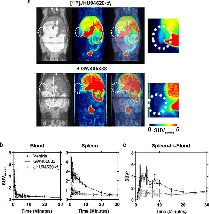 Dynamic PET study to investigate the CB2R-specific uptake of [18F]JHU94620-d8 into the spleen of rat over time. a Exemplary maximal intensity projections (MIPs) of T1-weighted MR, averaged PET frames from 0 to 30 min after administration of the radioligand under baseline and pre-blocking with GW405833, and merged MIPs (left to right), whereby the dotted circle marks the region of the spleen (magnified region in PET at the right); b Time activity curves of the mean standardized uptake value (SUVmean ± SD) of the left ventricle (blood) and spleen; and c the SUV ratio (SUVr ± SD) of the spleen normalized to blood under baseline (Vehicle) and after pre-blocking with 1.5 mg kg−1 bodyweight GW405833 or JHU94620-d8 (n = 3)