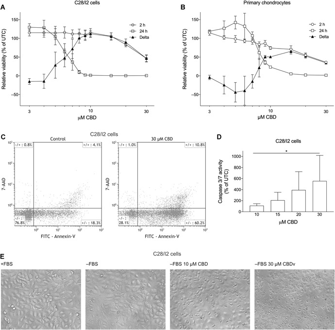Cannabidiol (CBD) reduces viability and induces apoptosis in human chondrocytes. Relative viability of C28/I2 cells (A) or human primary chondrocytes (B) treated with 3–30 µM CBD for 2 and 24 h. Results are given as % of untreated controls (UTC). Mean ± standard deviation (SD) of three independent 7‐hydroxy‐3H‐phenoxazin‐3‐one‐10‐oxide sodium salt (Resazurin) experiments. (C) Flow cytometry analysis of annexin‐V/7‐actinomycin D (7‐AAD) staining in C28/I2 cells treated ± CBD. (D) Caspase 3/7 activity (% of UTC) of C28/I2 cells treated with rising concentrations of CBD. Mean ± SD of three independent experiments. (E) Microscopy images of C28/I2 cells untreated, starved, or starved and treated with 10 or 30 µM CBD for 2 h.