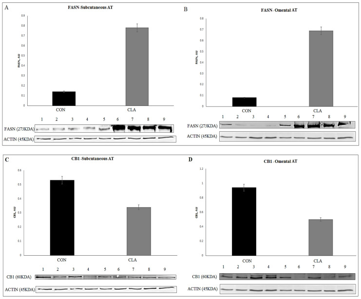 Immunoblot analysis of lipogenesis was measured by the abundance of FASN in CON vs. CLA (n = 1–4 replicates for CON; n = 5–9 replicates for CLA). (A) Abundance levels of FASN in subcutaneous (SC); (B) abundance levels of FASN in omental (OM) AT in CLA and CON. Immunoblot analysis of the endocannabinoid receptor CB1 abundance in CON vs. CLA (n = 1–4 replicates for CON; n = 5–9 replicates for CLA). (C) Abundance of CB1 in subcutaneous (SC); (D) omental (OM) AT CLA and CON. Actin was used as a control to quantify the proteins.