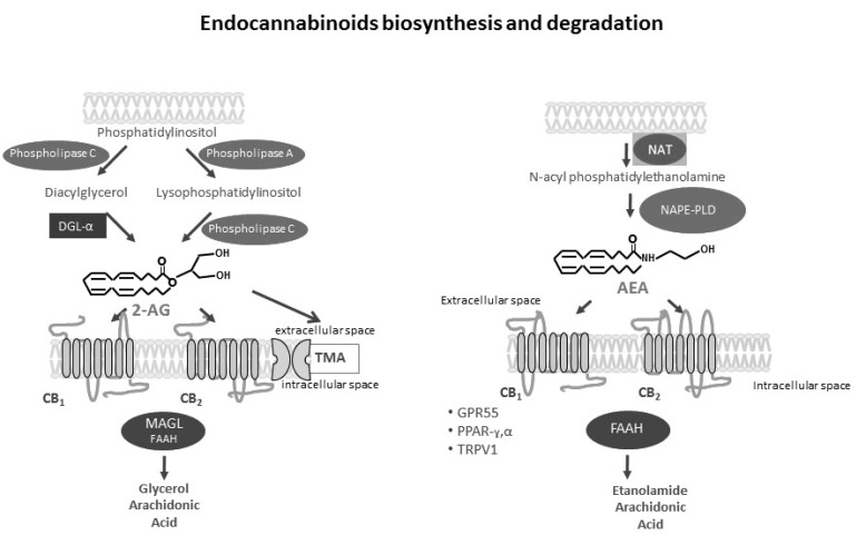 Models showing AEA and 2-AG production and inactivation. AEA is produced by phospholipase D hydrolysing NAPE which is produced by N-acyltransferase. AEA is released toward the extracellular space and activates CB1, CB2 and TRPV1 receptors; AEA is hydrolysed by fatty acid amide hydrolase (FAAH) into arachidonic acid plus ethanolamine. 2-AG is produced by diacylglycerol lipase (DGL) hydrolysing diacylglycerol (DAG) which is produced by phosphatidylinositol-specific phospholipase C. 2-AG is released toward the extracellular space and activates CB1 and CB2 receptors, hydrolysed by monoacylglycerol lipase (MGL) into arachidonic acid plus glycerol.