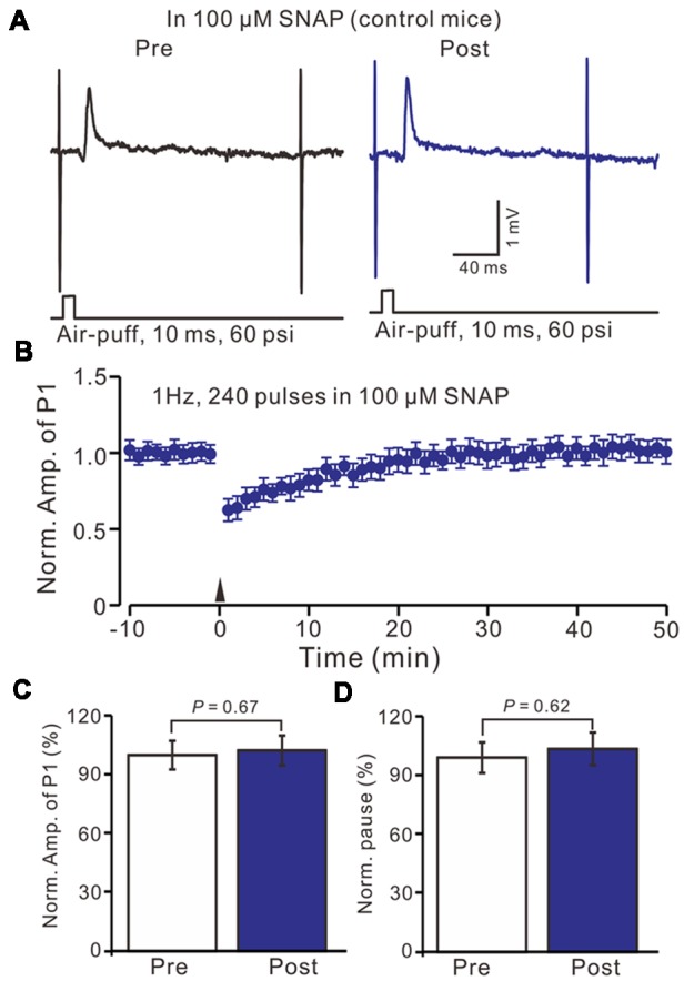 In the presence of NO donor, S-nitroso-N-Acetyl-D, L-penicillamine (SNAP; 100 μM), facial stimulation failed to induce MLI-PC LTD in control mice. (A) In the presence of the NO donor, representative traces showing air-puff stimulation (10 ms, 60 psi) evoked responses in a cerebellar PC from a control mouse before and after delivering 1 Hz stimulation. (B) Summary of the normalized P1 amplitude after delivery of 1 Hz facial stimulation (arrow head) in the presence of the NO donor in control mice (n = 7 mice). (C) Bar graph (n = 7 mice) showing the normalized amplitude of P1 before (Pre) and after (Post) delivery of 1 Hz stimulation. (D) Summary of data (n = 7 mice) showing the normalized pause of a simple spike firing before (Pre) and after (Post) delivery of 1 Hz stimulation. Note that in the presence of the NO donor, facial stimulation failed to induce MLI-PC LTD in control mice.