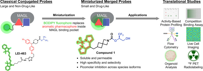Miniaturization Approach by the Partial Replacement of the Monoacylglycerol Lipase (MAGL) Pharmacophore with the Boron-Dipyrromethene (BODIPY) FluorophoreComparison of the miniaturized fluorescent probe 1 with the highly lipophilic, classically constructed fluorescent probe LEI-463. The miniaturized probes exhibit highly drug-like properties. Their versatility is showcased in various experimental translational settings of clinical relevance, such as activity-based profiling, live cell imaging, flow cytometry and radiolabeling.