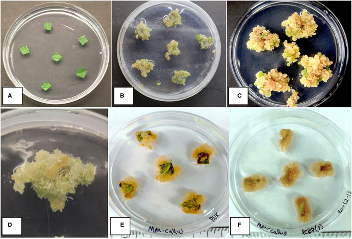 Callus development on leaf and petiole explants of different cannabis genotypes on MM-AC. (A) Leaf explants at the start of the experiment from a donor plant. (B) Callus from leaf explants of genotype SPQ after 8 weeks of growth. Variation in callus growth between explants can be seen. (C) Callus growth of genotype GSC from leaf explants after 8 weeks of growth. (D) Callus from leaf explants of genotype SPQ after 8 weeks of growth. (E) Callus from leaf explants of cannabis genotype Pink Kush after 8 weeks in the dark. (F) Callus from petiole explants of cannabis genotype Pure CBD after 8 weeks in the dark. No evidence of shoot development was observed in any of the callus cultures.