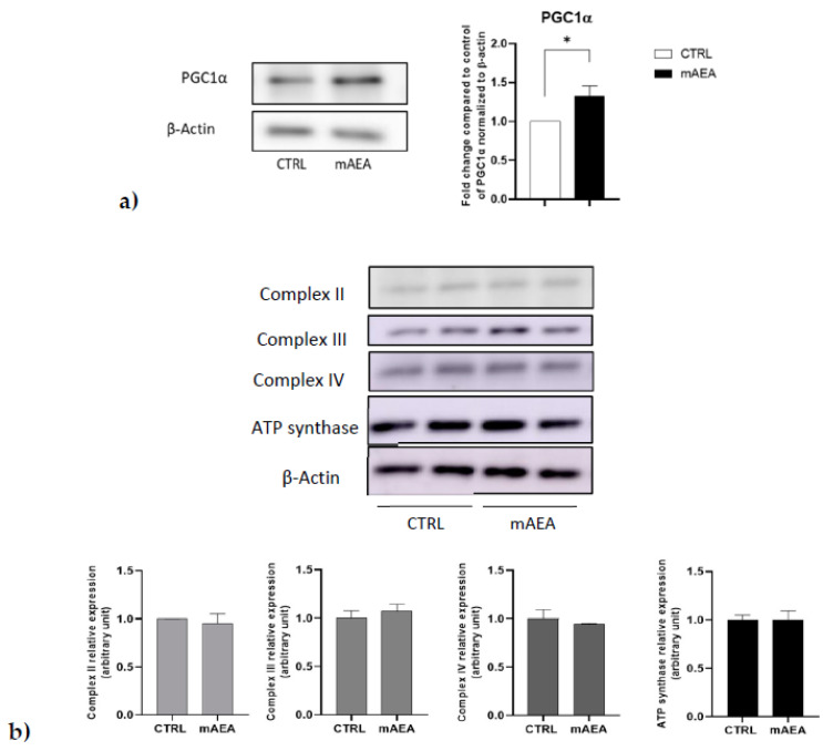 Effect of mAEA on PGC1α (a) and respiratory chain complexes’ (b) expression. C2C12 myoblasts were treated with mAEA (5 μM) for 24 h. Samples were subjected to SDS-PAGE and Western blot analysis using anti-PGC1α, as well as OXPHOS WB Antibody Cocktail specific for respiratory chain complexes and anti-β-actin antibody as housekeeping. The data were reported after densitometric analysis of the bands as means ± SEM normalized to β-actin of three independent experiments performed in duplicate. The data were reported after densitometric analysis of the bands as means ± SEM normalized to β-actin of three independent experiments. Statistical analysis was performed by analysis of variance using Student t-test [* p < 0.05 vs. control cells (CTRL)].