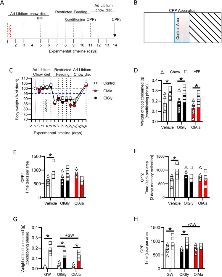 OlGly and OlAla inhibit CPP induced by HPF in a manner prevented by GW in OlGly-treated mice.A CPP experimental timeline. B Schematic representation of the CPP apparatus. C Body weight changes during the CPP experiment in vehicle-, OlGly- (50 mg/Kg) or OlAla-injected (50 mg/Kg) mice. D Weight of food consumed (chow food or HPF) per mouse during the conditioning session of vehicle- (control), OlGly- (50 mg/Kg) or OlAla-injected (50 mg/Kg) mice. E CPP1 test was performed after the conditioning session. F CPP2 test performed after two days of ad libitum feeding. G Weight of food consumed (chow food or HPF) per mouse during the conditioning session in GW (2 mg/Kg), GW (2 mg/Kg) + OlGly (50 mg/Kg) and GW (2 mg/Kg) + OlAla (50 mg/Kg) group. H CPP test performed after a conditioning session. *p < 0.05. Two-way ANOVA and Sidak’s multiple comparison test. n = 6 GW, 7 GW + OlGly and 7 GW + OlAla mice per group *p < 0.05. Two-way ANOVA and Sidak’s multiple comparison test. n = 6 vehicle-, n = 7 OlGly-, n = 7 OlAla-, n = 6 GW-, n = 7 GW + OlGly-, n = 7 GW + OlAla-injected mice.