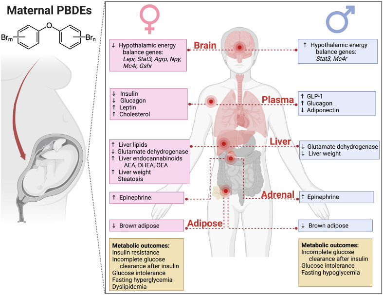 Summary of physiological consequences in adulthood of developmental exposure to PBDEs in DE-71 (0.1 and 0.4 mg/kg/d, GD0-PND21). Maternal DE-71 exposure produces sex-dependent differences in adult mice offspring. Offspring were exposed to DE-71 via the dam during the in utero and lactational period. Adult offspring were evaluated using in vivo glucose and insulin responses and ex vivo tissue analyses. The glucoregulation results obtained from exposure female offspring and lipid metrics measured in exposed female and male offspring have been previously reported (28, 29).
