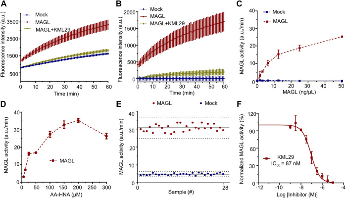 Setup and optimization of AA-HNA-based activity assay for MAGL. (A) Time course of AA-HNA hydrolysis by MAGL (50 ng/μl), resulting in an increase of fluorescence over time. Preincubation with MAGL inhibitor KML29 (1 µM) resulted in the reduction of the fluorescent signal. Membrane proteins from Mock-transfected cells served as a negative control. (B) Time course of 2-AG hydrolysis by MAGL, corrected for background fluorescence of the Mock-transfected negative control. (C) Optimization of protein concentration for the MAGL activity assay. MAGL activity was monitored in time with various concentrations of MAGL. Notably, MAGL activity was determined from the slope in the linear region (5–15 min) of the specific MAGL activity. (D) Optimization of AA-HNA concentration for the MAGL activity assay. (E) Z′-factor data plot of AA-HNA-based MAGL activity assay. The solid lines represent the mean slope of individual data points and dashed lines represent the SD values above and below the mean. The measurement was performed in n = 28. Note that MAGL was used as positive control (mean ± SD = 30.66 ± 1.97) and Mock-membranes were used as negative controls (mean ± SD = 4.80 ± 0.50). Z′-factor and signal to background (S/B) ratio were determined as 0.71 and 6.39, respectively. (F) Dose-response curve and IC50 determination of MAGL inhibitor KML29. Proteins were incubated with DMSO (vehicle) or various concentrations of the inhibitor for 30 min at room temperature. Data were corrected for background fluorescence observed for Mock-transfected membranes treated with DMSO. The corrected positive control of MAGL activity was normalized as 100%, and the obtained percentage values of MAGL activity were then subjected to a non-linear dose-response analysis with variable slope. The experiments were performed in N = 2, n = 2/4 for controls, with Z′-factor ≥ 0.6. Data represent means ± SEM.