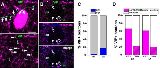Based on the CB1 content, VIP+ boutons show distinct target preference in the mouse BLA. A, VIP+/CB1− varicosities are often found associated to tdTomato (i.e., GABAergic) profiles in the BLA, revealed in the tissue samples obtained from VGAT-cre::Ai14 mice. Examples of VIP+ boutons in close apposition (white arrows) with a VGAT/tdTomato+ somata (top) and dendrites (top and bottom) in the BA nuclei. Open arrowheads show VIP+ varicosities not associated with VGAT/tdTomato+ profiles. B, Example of VIP+/CB1+ boutons in close apposition (open arrows) with the soma of a non-GABAergic (i.e., principal) neuron in the LA nucleus. White arrowheads point to CB1+/VIP− boutons contacting the same soma. Images in A and B have the optical thickness of 0.5 μm. C, Ratio of CB1+/VIP+ and CB1−/VIP+ boutons in the BA and LA nuclei. D, Ratio of CB1− and CB1+/VIP+ boutons that are associated with VGAT/tdTomato+ profiles in the BA and LA nuclei. Blank indicates a profile lacking detectable tdTomato signal. Scale bars, 5 μm.