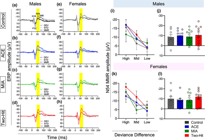 Effect of maternal immune activation (MIA) and adolescent cannabinoid exposure (ACE) on the mismatch responses (MMRs) under multiple deviance differences. (a–h) Grand averaged ERPs for all the experimental groups. The ERP plots show the response to DEV and STD stimuli along with the MMR difference waveform (DEV‐STD) averaged for the deviance difference conditions in control (a and e), ACE alone (b and f), MIA alone (c and g), and two‐hit (d and h) male rats (a–d), and female rats (e–h). Time window applied to extract the mean amplitudes for the deviance difference experiment dataset for the N54 component is shaded gray. (i and j) impact of treatment on MMR sensitivity to deviance difference manipulation in males. The graph shows unaffected N54 MMR amplitude (±standard error, SE) in treatment groups when compared to control group. (k and l) Impact of treatment on MMR sensitivity to deviance difference manipulation in females. The graph shows absence of significant treatment effect on N54 MMR amplitude (±standard error, SE).