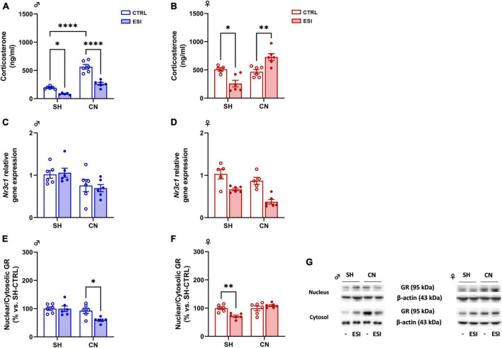 Effect of early social isolation (ESI) and different housing conditions on plasma corticosterone levels, Nr3c1 gene expression, and GR protein expression in the PFC of adolescent male (A,C,E) and female (B,D,F) rats. Plasma corticosterone data (A,B) are expressed as ng/ml of mean ± SEM (n = 5–6/group; 1 outlier in SH-ESI males and 1 outlier in SH-CTRL females). Gene expression data (C,D) represent 2–ΔΔCt values calculated by the ΔΔCt method. GR protein levels are shown as a ratio between nuclear and cytosolic fraction (E,F). Protein data are expressed as percentages vs. SH-CTRL male or female rats. Histograms represent the mean ± SEM (n = 5–6/group; 1 outlier in SH-CTRL females and 1 outlier in CN-CTRL females). Data were analyzed by two-way ANOVA followed by Tukey’s multiple comparisons test (*p < 0.05, **p < 0.001, ****p < 0.0001). Representative immunoblots for GR protein levels (95 kDa) and β-Actin (43 kDa) are shown in panel (G).