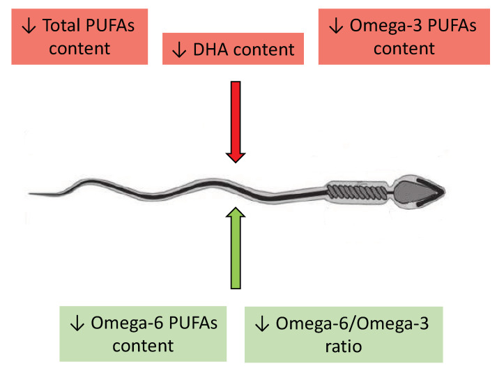 The negative and positive impact of changes in contents of the main PUFAs on spermatozoa. The red arrow symbolizes a negative impact while the green arrow a positive impact on sperm motility, capacitation, and acrosome reaction. ↓—lower content, DHA—docosahexaenoic acid, PUFAs—polyunsaturated fatty acids.