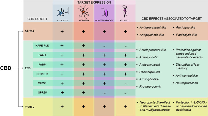 Pattern of expression and effects associated with the molecular targets potentially involved in CBD mechanism of action in glial cells. Schematic representation pointing the expression of 5-HT1A receptor, proteins of the endocannabinoid system (ECS) and the PPAR-γ receptor in astrocytes, microglia, oligodendrocytes and NG2 cells (Azmitia et al., 1996; Bernardo et al., 2000; Egertová et al., 2003; Zhang et al., 2011; Gonzalez-Reyes et al., 2013; Graves, 2013; Sharifi et al., 2013; Young et al., 2013; Ke et al., 2014; Fan and Agid, 2018; Duffy et al., 2017; Viudez-Martínez et al., 2018; Kong et al., 2019; Yang et al., 2019; Ding et al., 2020) (+) indicates that there is evidence that the protein has been found in the specific cell type (−) indicates the absence of evidence for the expression of the molecular target in the specific cell type. For the ECS, NAPE-PLD, FAAH and FABP are considered as the potential targets involved in the increased AEA availability induced by CBD treatment. The effects of CBD that have been shown to be dependent on 5-HT1A (Campos and Guimarães, 2008; Zanelati et al., 2010; Campos et al., 2013a; Rodrigues da Silva et al., 2020), on the ECS (Casarotto et al., 2010; Leweke et al., 2012; Stern et al., 2012; Campos et al., 2013b; Pazos et al., 2013; Sartim et al., 2016; Fogaça et al., 2018; Khan et al., 2020) or on PPAR-γ receptors (Esposito et al., 2011; dos-Santos-Pereira et al., 2016; Giacoppo et al., 2017; Sonego et al., 2018) are highlighted. CBD, Cannabidiol; 5-HT1A, 5-hydroxytryptophan 1 A receptor; ECS, endocannabinoid system; NAPE-PLD, N-acyl phosphatidylethanolamine-specific phospholipase D; FAAH, fatty-acid amide hydrolase; FABP, fatty acid binding protein; CB1/CB2, cannabinoid receptor one/cananbinoid receptor two; TRPV1, transient receptor potential vanilloid one; GPR55, G coupled receptor 55; PPAR-γ, Peroxisome proliferator-activated receptor-γ.