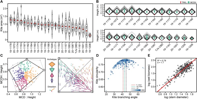 Canopy architecture. Violin plots of (A) kite area (m2) by family and (B) 2-D kite models in descending order. Mean canopy diameter height (MCDH) within 2-D kites is represented by filled circles, and maximum trunk length (TRKL) by red lines. Axes of 2-D kites are 1:1. Archetype analysis (C) using the ratios of maximum canopy diameter (MCD) (x-axis) and maximum canopy diameter height (MCDH) (y-axis) to plant height, and simplex plot showing 2-D-projected direction, with archetypes 1–4 depicted graphically in the key. Scatterplot (D) of kite circularity and kite branch angle (KBA). Mean KBA for all F1 individuals, the common parent (CP), and KBA at maximum circularity (45°), are depicted in red, green, and black hashed lines, respectively. Point color opacity represents biomass accumulation, low to high. Model II linear regression of (E) log-transformed wet biomass and basal stem diameter.