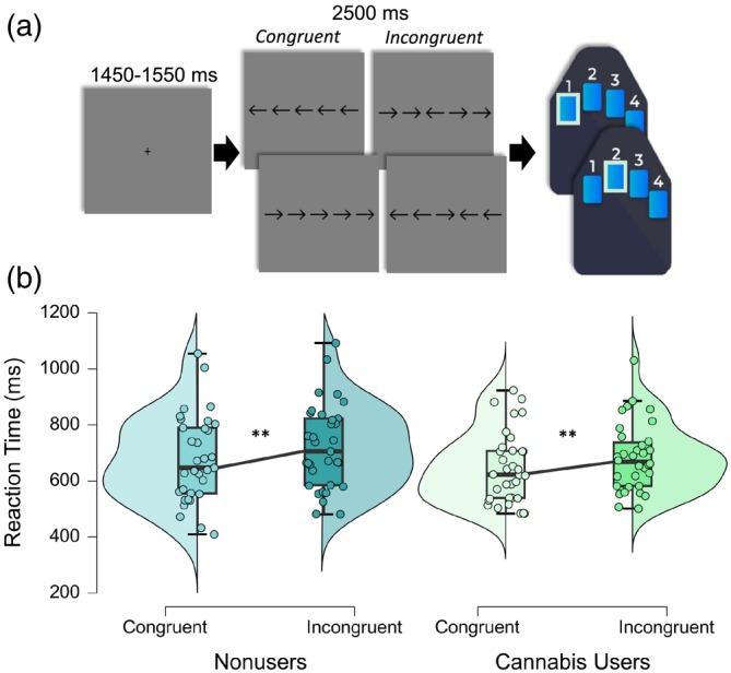 Flanker task paradigm and behavioral results. (a) An illustration of the Eriksen Flanker paradigm. Each trial had a fixation period lasting on average 1500 ms (variable ISI: 1450–1550 ms) and a stimulus‐presentation period lasting 2500 ms, which consisted of one of the four options displayed. (b) Behavioral results from the flanker task. Reaction time (RT; in ms) is displayed on the y‐axis by condition comparing nonusers (left) and cannabis users (right); both groups exhibited a significant condition effect (i.e., flanker effect), but there was not a significant main effect of cannabis group or a cannabis use‐by‐condition interaction. **p < .001.
