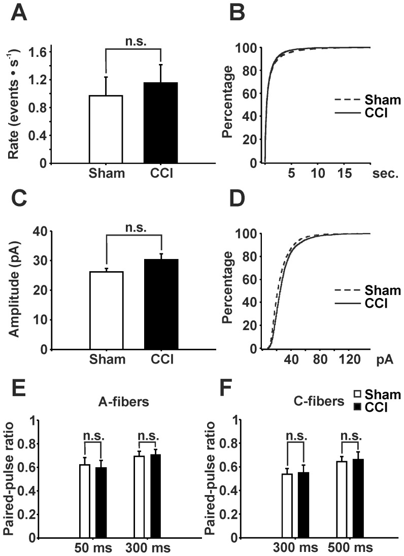 mEPSCs and PPRs recorded from EGFP-labeled, GABAergic neurons with BAPTA included in recording pipette.mEPSCs from GFP-labeled neurons with intracellular BAPTA did not show statistically significant differences between CCI-treated and sham-operated mice in rate (A: sham n = 23; CCI n = 21, P>0.1, Mann-Whitney rank sum test) and amplitude (C: sham n = 23; CCI n = 21, P>0.1, Mann-Whitney rank sum test) – compare with Fig. 3. B and D: Corresponding cumulative probability plots of inter-event-intervals (B) and amplitudes (D) of mEPSCs. (E) and (F) Paired-pulse ratios were not different in CCI-treated mice as compared to sham-operated control mice in none of the interstimulus intervals tested neither following Aδ-fiber stimulation (sham: n = 13, CCI: n = 16; E) nor C-fiber stimulation (sham: n = 19, CCI: n = 12; F) (P>0.1 for all groups, two-way ANOVA). Data: mean ± s.e.m.