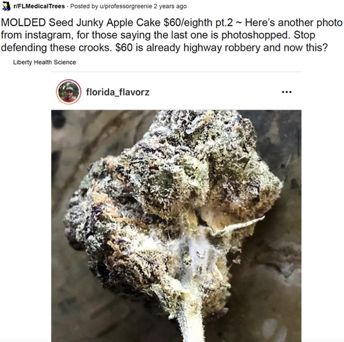 Possible mold in the center of a cannabis flower. This figure is a post in FLMedicalTrees that included a screen capture from another social media site, Instagram, and was used to spread awareness to the Reddit community. The possible mold the poster and commenters are referring to is the white build-up on the flower and stem of the flower. Adapted from FLMedicalTrees.