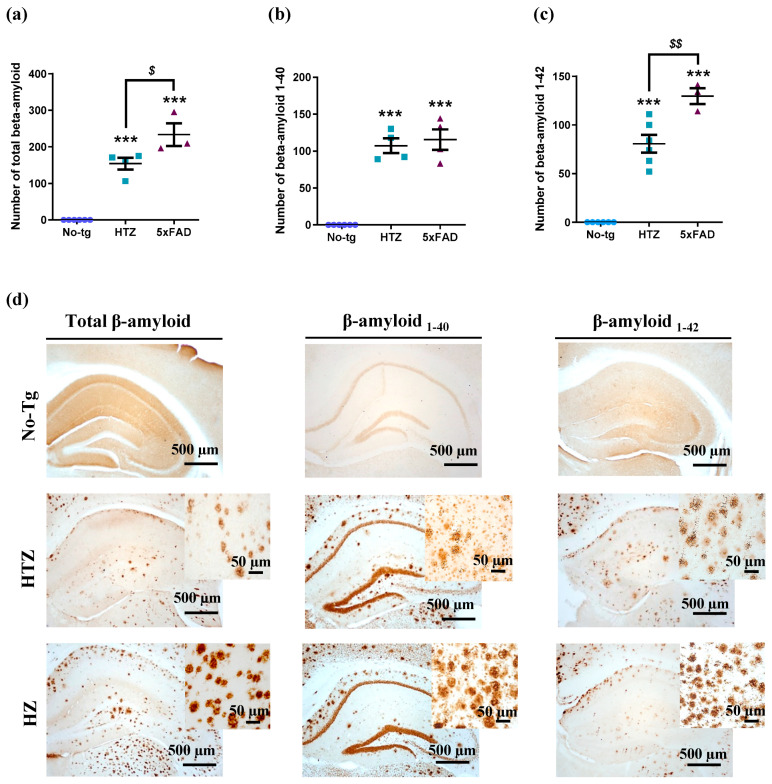 Amyloid-β (Aβ) accumulation in the hippocampus of heterozygous and homozygous 5xFAD transgenic mice. Quantification of (a) total β-amyloid, (b) β-amyloid 1–40, and (c) β-amyloid 1–42 in the hippocampus of three groups. HZ 5xFAD mice exhibited a higher accumulation of total β-amyloid and β-amyloid 1–42 compared to HTZ mice. (d) The images correspond to representative total β-amyloid, β-amyloid 1–40 and β-amyloid 1–42 staining of the hippocampus of each group. Histograms represent the mean ± SEM (n = 6). One-way ANOVA and Tukey’s test were performed: (***) p < 0.001 vs. No-Tg group; ($) p < 0.05 and ($$) p < 0.01 between HTZ and 5xFAD group. Scale bar = 500 and 50 µm.