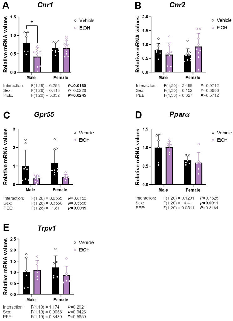 mRNA expression of the cannabinoid-related receptors Cnr1 (A), Cnr2 (B), Gpr55 (C), Pparα (D), and Trpv1 (E) in hippocampal astrocytes from 3×Tg-AD offspring of both sexes born to control and PEE mothers. Data are expressed as the mean ± S.E.M. (n = 5–9). Relevant p values from the two-way ANOVA are shown below each graph, with significant p-values highlighted in bold. Tukey’s test: * p < 0.05. See also effect sizes in the Supplementary Table S2.