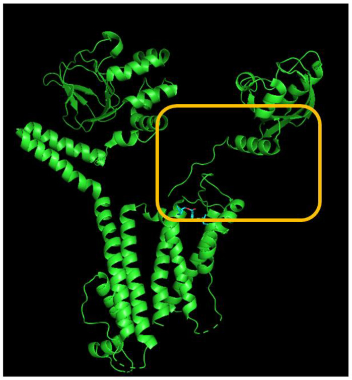 Docking interaction between the di(2-ethylhexyl)-phthalate (DEHP) molecule and the HERG channel. The left graph refers to the docking prediction between DEHP and the HERG channel. The protein structure of HERG was acquired from PDB (PDB ID: 5VA1), while the chemical structure of DEHP was from PubChem (compound CID: 8343). On the upper part, the yellow box indicates a snapshot, illustrating the hydrophobic interactions and hydrogen bond formation between DEHP and the channel shown in the lower part. Note that the red arcs, with spokes directed towards the ligand (such as the DEHP molecule), indicate the presence of hydrophobic contacts. The green dashed line represents the formation of hydrogen bond, with a distance of 3.00 Å.
