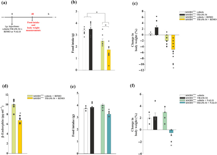 KCa3.1 inhibition drives feeding through cannabinoid signalling. (a) Time scheme adopted for the body weight and food intake experiments. Rimonabant (RIMO) effects on food intake (b) and body weight (c) in hSOD1G93A mice treated with vehicle or TRAM‐34 + RIMO (3 mg·kg−1, i.p.) after 48 h (vehicle/TRAM‐34, n = 9; vehicle/TRAM‐34 + RIMO, n = 11). Data are the mean ± SEM. * P < 0.05 versus controls and hSOD1G93A TRAM‐34 + vehicle, one‐way ANOVA. (d) Quantitative measurement of β‐endorphin content by elisa in the hypothalamus of hSOD1G93Amice treated with vehicle or TRAM‐34 + RIMO at 48 h of treatment (vehicle/TRAM‐34, n = 5; vehicle/TRAM‐34 + rimonabant, n = 5). Data are the mean ± SEM. * P < 0.05 versus vehicle + RIMO, Student's t‐test. naloxone (NALO) effects on food intake (e) and body weight (f) in hSOD1G93Amice treated with vehicle or TRAM‐34 + NALO (7.5 mg·kg−1, i.p.) after 48 h (n = 5). Data are the mean ± SEM, versus controls and hSOD1G93A vehicle + NALO. * P < 0.05, one‐way ANOVA