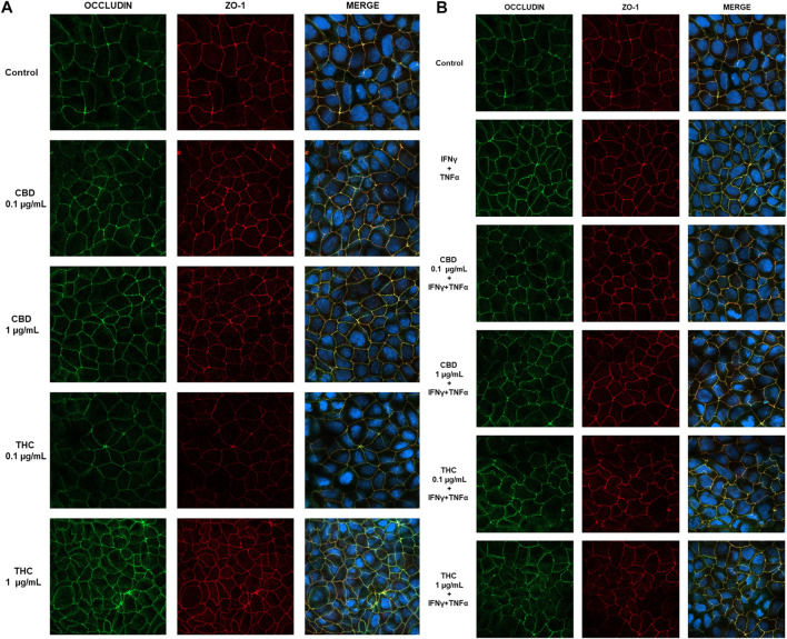 Effect of CBD and THC extracts (0.1 and 1 μg/mL) on occludin and ZO-1 expression in Caco-2 cells. (A) Representative images of the effect of CBD-THC treatment on tight junction proteins in Caco-2 cell monolayers. (B) Representative images of the effect of CBD and THC on tight junction proteins in inflammatory conditions (INFγ+TNFα stimulation). Images were collected by confocal laser-scanning microscope LSM800 and software ZEN 2.1, magnification 60X and are representative of three experiments.