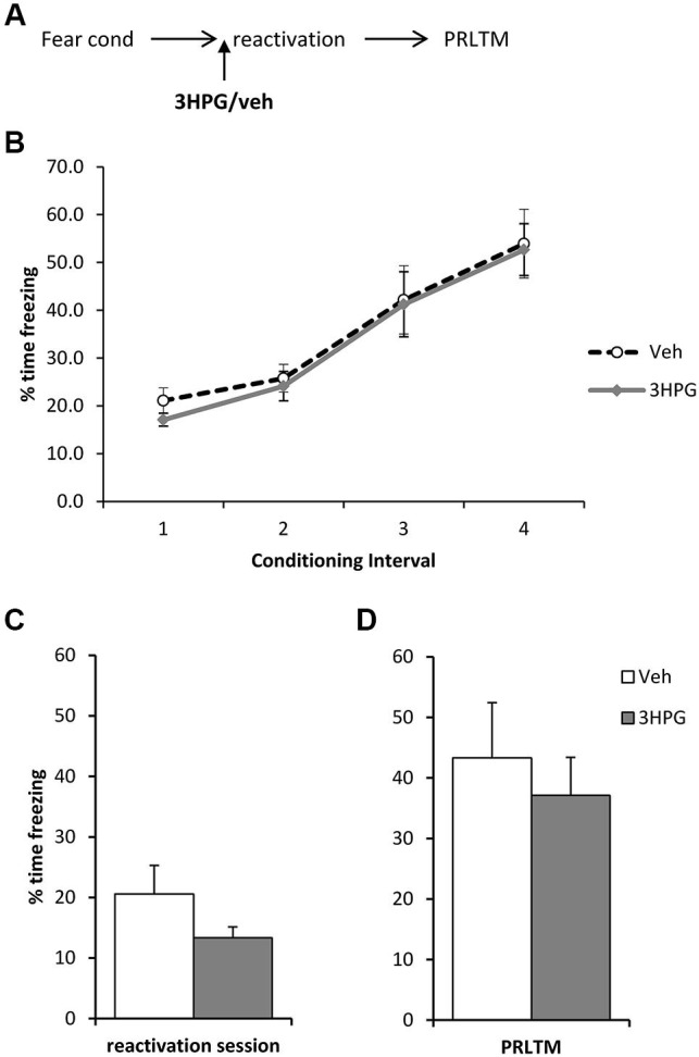 No effect of pre-reactivation 3HPG alone. (A) Schematic representation of the experimental procedure. (B) There were no differences in contextual freezing at conditioning during the pre-shock (1), inter-shock (2 and 3) and post-final shock (4) intervals. (C) Intra dorsal hippocampal infusions of 3HPG did not affect the expression of contextual fear at memory reactivation. (D) 3HPG had no effect on contextual fear memory 24 h (PRLTM) after memory reactivation. Data presented as mean + s.e.m. (N = 8 per group).
