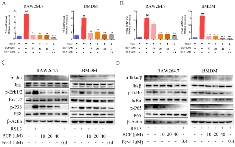 BCP treatment inhibits ferroptosis-induced inflammation. RAW264.7 macrophages or BMDMs were treated with 500 nM RSL3 in the presence of different concentrations of BCP or 400 nM Fer−1 for 6 h. (A,B), Relative mRNA levels of Tnf-α and Ptgs2 in RAW264.7 macrophages and BMDMs were detected by RT-qPCR. Data are presented as the mean ± S.E.M. using Gapdh as a reference. ## p < 0.01, ### p < 0.001 versus control group; * p < 0.05, ** p < 0.01, *** p < 0.001 versus RSL3 treatment group. (C,D), Relevant protein levels of the MAPK and NF-κB signaling pathway in RAW264.7 macrophages and BMDMs were analyzed by immunoblotting. β-Actin was used as an internal reference. All data are representative of or combined from at least three independent experiments. BCP, β-caryophyllene; BMDM, bone marrow-derived macrophage; Fer−1, ferrostatin−1; Ptgs2, prostaglandin-endoperoxide synthase 2; RSL3, ras-selective lethal small molecules 3; TNF-α, tumor necrosis factor α; Jnk, c-Jun N-terminal kinase; p-Jnk, phosphorylated-c-Jun N-terminal kinase; Erk1/2, extracellular regulated protein kinase1/2; p-Erk1/2, phosphorylated-extracellular regulated protein kinase1/2; Ikkα/β, inhibitor of kappa B kinase; p-Ikkα/β, phosphorylated-inhibitor of kappa B kinase; IκBα, inhibitor of nuclear factor kappa-B; p-IκBα, phosphorylated-inhibitor of nuclear factor kappa-B; P65, nuclear factor kappa-B; p-P65, phorylated-nuclear factor kappa-B.