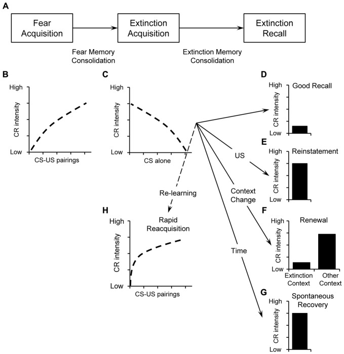 (A) Illustration of basic stages of fear and extinction learning and memory including acquisition, consolidation, and retrieval. During initial pairings between the conditioned stimulus (CS) and the unconditioned stimulus (US) during fear acquisition, responses increase over time (B). Fear memory is consolidated thereafter. During extinction acquisition, the CS is repeatedly presented without the US and the conditioned responses (CR) decline with increasing number of CS alone presentations (C). After consolidation, extinction recall can be tested by presenting the CS again. Good extinction recall is evident when CS-presentation triggers retrieval of the extinction memory trace and only low levels of CR occur (D). Poor extinction recall—or return of fear—is evident in high conditioned responses despite successful extinction. Poor extinction recall can be caused by reinstatement, i.e., presenting the aversive US (E), renewal, i.e., presenting the CS in a new context different from the extinction context (F), or spontaneous recovery: i.e., by the passage of time (G). Despite successful extinction acquisition, new CS-US pairing will result in faster reacquisition of the CR i.e., rapid reacquisition (H).