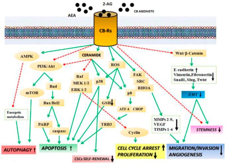 Schematic representation of the main anticancer molecular mechanisms mediated by cannabinoid receptors’ activation “↑, upregulation” and “↓, downregulation”. Cannabinoid receptor (CB-R) agonists inhibit cancer cell proliferation through various receptor-mediated mechanisms. CB-R agonist induces cancer cell death via apoptosis, mediated by the activation of different transcription factors (proapoptotic Bcl2 family transcription factor and mitogen-activated protein kinase (MAPK) pathway) and de novo synthesis of ceramide and reactive oxygen species (ROS) production. CBs block cancer cells’ proliferation by inhibiting extracellular signal regulated kinase (ERK) signaling. They also reduce cell migration and angiogenesis, inhibiting the focal adhesion kinase/proto-oncogene tyrosine-protein kinase Src/transforming protein RhoA (FAK/SRC/RhoA) pathway. CBs prevent cancer epithelial mesenchymal transition (EMT), inhibiting Wnt/β-catenin pathway, and induce autophagy by activation of mammalian target of rapamycin (mTOR) and AMP-activated protein kinase (AMPK) pathways. CBs can impair stemness and cancer stem cells’ (CSCs) self-renewal. (Akt (protein kinase B), PI3K (phosphoinositol-3-kinase) Raf (serine/threonine-protein kinase)).