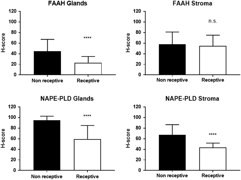 Histomorphometric analyses of NAPE-PLD and FAAH protein expression in receptive and non-receptive endometria. Endometrial biopsies were taken from the early and middle secretory phases of the menstrual cycle (ES and MS = receptive), and biopsies from the proliferative and late secretory phase of the menstrual cycle (EP, MP, LP and LS = non-receptive) were subjected to immunohistochemistry (see Fig. 1) with FAAH (upper panels) and NAPE-PLD-specific (lower panels) antibodies. After image capture, the intensity of brown DAB staining was determined histomorphometrically for the endometrial glandular epithelial cells (left panels) and endometrial stromal cells (right panels). The data are presented as the mean ± s.d. histoscore (H-score). Both FAAH and NAPE-PLD immunoreactivity were reduced in the glandular epithelial cells of receptive endometria (n = 16; ****P < 0.0001; Student’s unpaired t-test with Welch correction for unequal variances) when compared to that of the non-receptive endometria (n = 38). There was no change in the amount of FAAH expressed in the stroma. By contrast, there was a significant reduction in NAPE-PLD expression in the stroma in the receptive endometria when compared to the non-receptive endometria (****P < 0.0001).